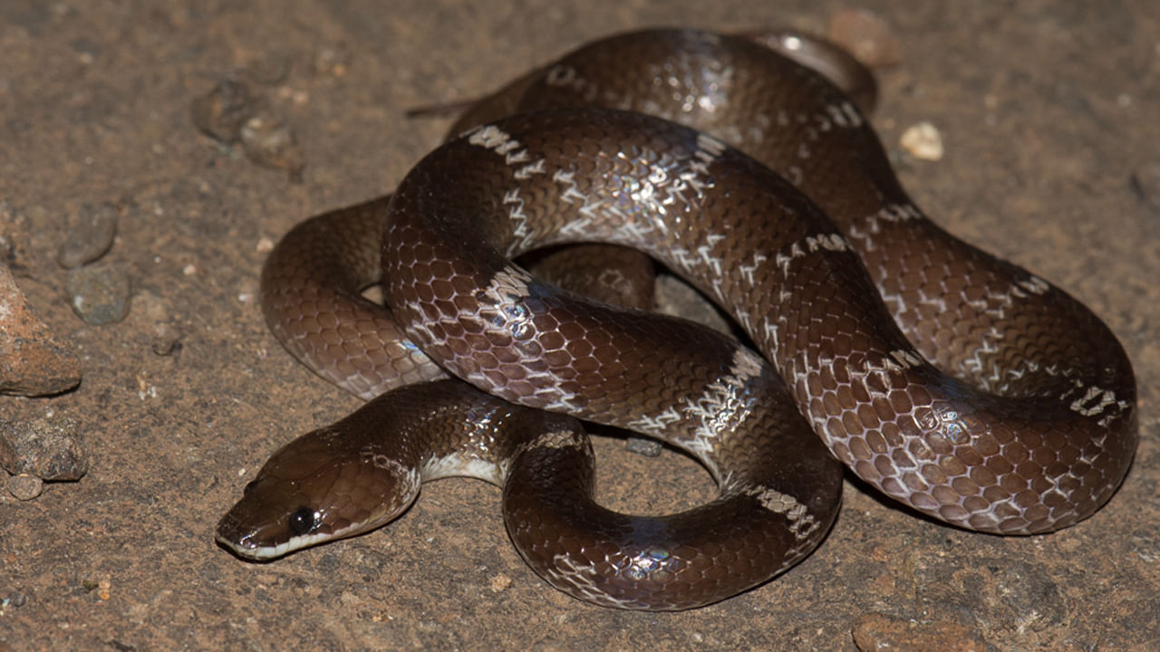 1వర్షం పడిన ప్రతిసారి ఇళ్లలోకి తరచూ పాములు వస్తూ ఉంటాయి. వాటిని చూసి భయాందోళనకు గురైన జానాలు కొట్టి చంపేస్తుంటారు. ఇలాంటి పాముల్లో ఎక్కవగా కనిపించేది "వోల్ఫ్ స్నేక్" దీన్నే ప్రపంచంలోనే అంత్యంత దురదృష్టకరమైన పాము అంటారట. 
