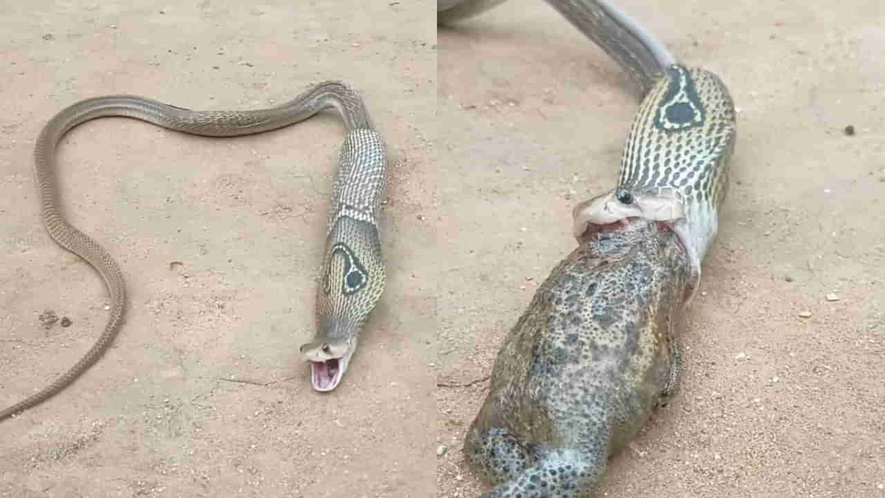 Video: పెద్ద పాము.. రెండు కప్పలను మింగింది! ఆ తర్వాత దాని పరిస్థితి చూడండి ఏమైందో..