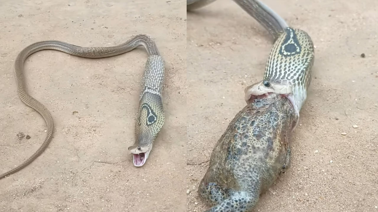 Video: పెద్ద పాము.. రెండు కప్పలను మింగింది! ఆ తర్వాత దాని పరిస్థితి చూడండి ఏమైందో..