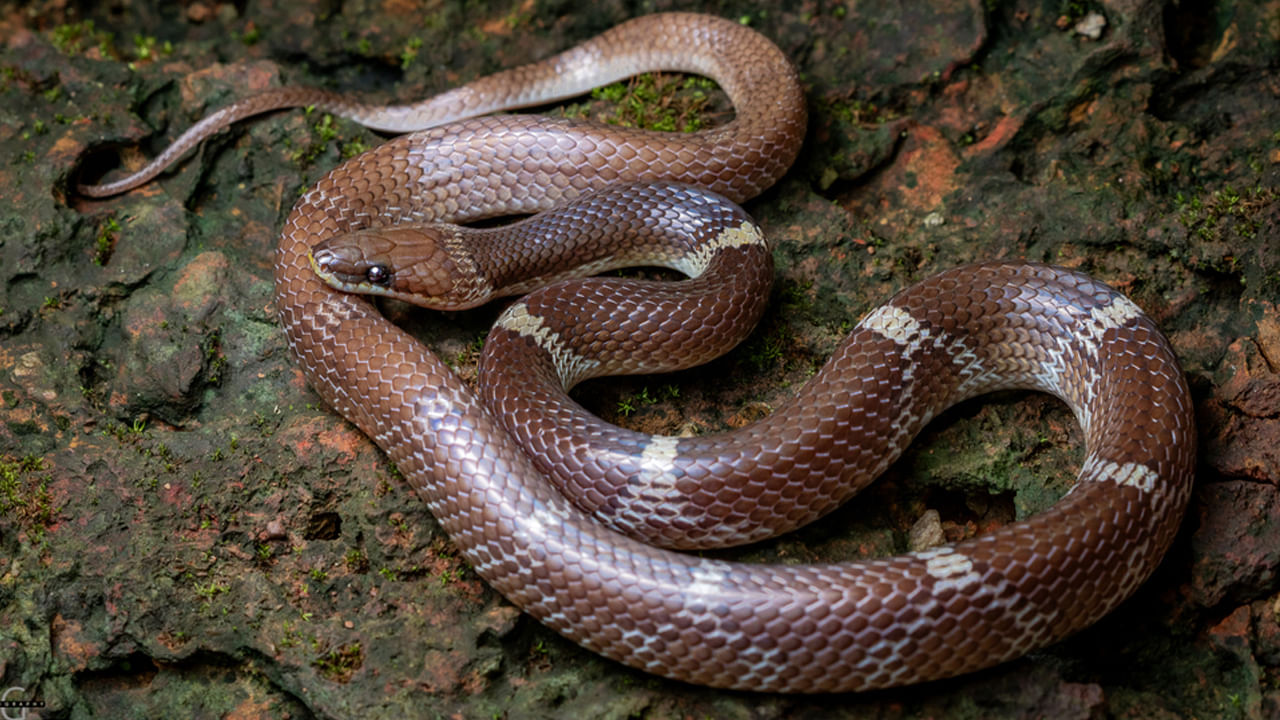 వోల్ఫ్ స్నేక్ ఈ పామును లైకోడాన్ అని కూడా పిలుస్తారు. ఇది కొలుబ్రిడ్ పాముల జాతికి చెందినది. నియో -లాటిన్ భాషలో దీన్ని  లైకోడాన్ అని పిలుస్తారు. అయితే ఈ పామును దృరదృష్టకరమైన పాము అని ఎందకంటారంటే.. కారణం లేకుండా తరచూ ఈ పామును జనాలు చంపేస్తూ ఉంటారు. అందుకే కొందరు వణ్యప్రాణుల నిపుణులు దీన్ని ఇలా పిలుస్తున్నారు.