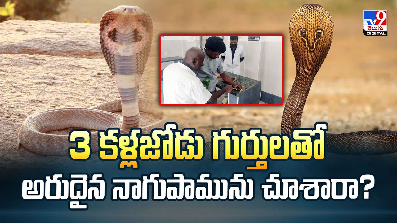 3 కళ్లజోడు గుర్తులతో అరుదైన నాగుపామును చూశారా?