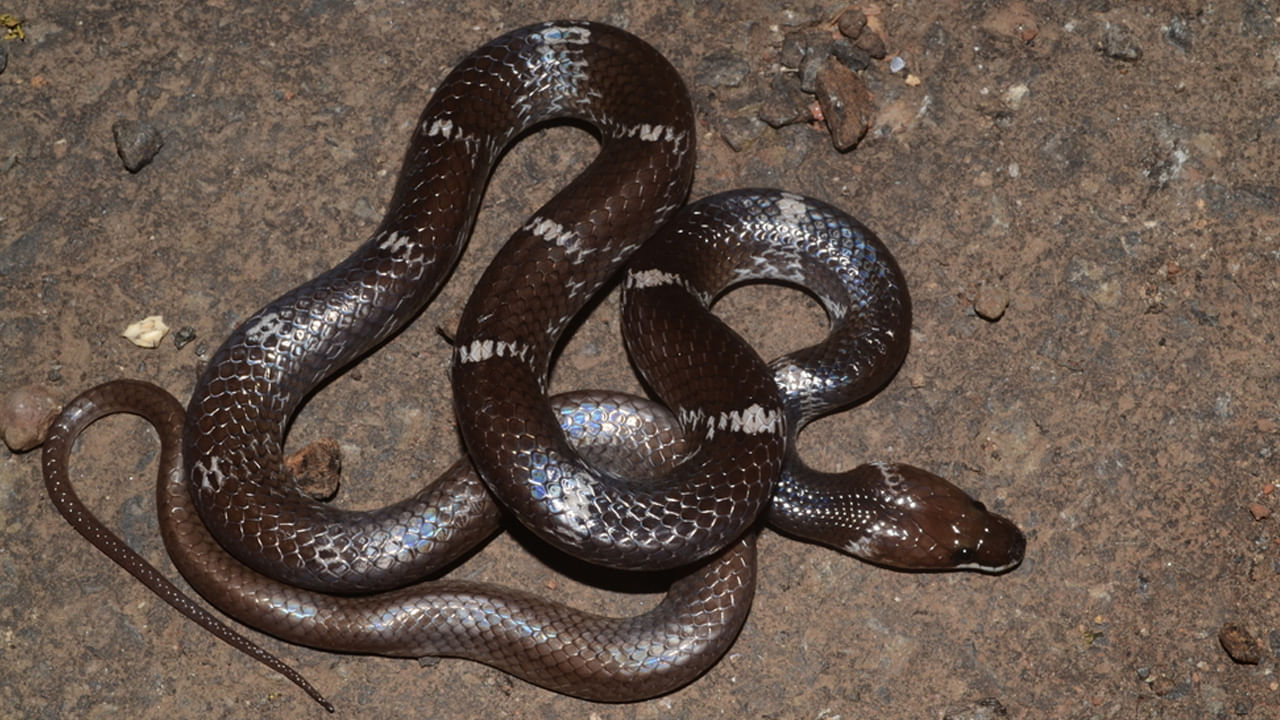 వన్యప్రాణి నిపుణుల అభిప్రాయం ప్రకారం, ఈ పాము తరచూ జనావాసాల్లోకి వచ్చి నివసించడానికి ఇష్టపడుతుంది. ముఖ్యంగా వర్షాకాలంలో ప్రజల ఇళ్లలో కనిపిస్తుంది. ఇతర పాములు మట్టి, పొదలు, బొరియలలో నివసిస్తే ఇది మాత్రం ఇంటి గోడలు, కాలువల దగ్గర గోడల్లో కనిపిస్తుంది.