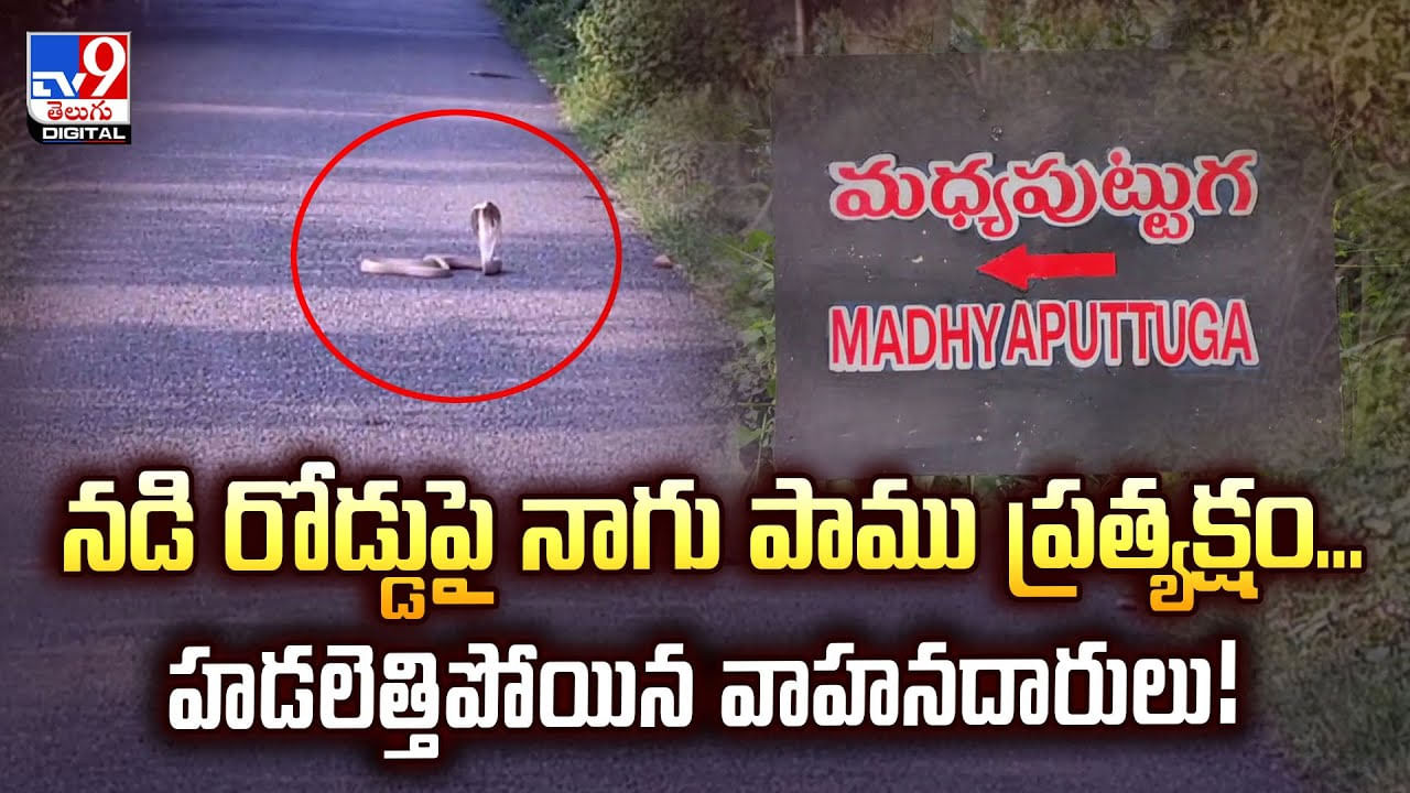 నడి రోడ్డుపై బుస్సుమన్న నాగ పాము.. చూసిన జనాలు పరుగో పరుగు