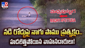 నడి రోడ్డుపై బుస్సుమన్న నాగ పాము.. చూసిన జనాలు పరుగో పరుగు నడి రోడ్డుపై బుస్సుమన్న నాగ పాము.. చూసిన జనాలు పరుగో పరుగు