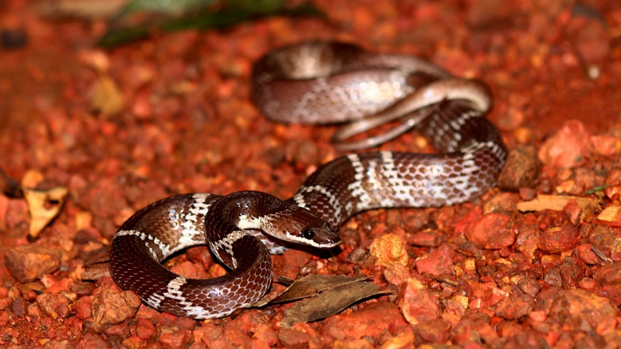 ఈ పాములో మూడు జాతులు ఉన్నాయి. ఇవి ఎక్కువగా పశ్చిమ చంపారన్‌, బీహార్‌లో కనిపిస్తాయి. ఈ జాతుల పేర్లు కామన్ వోల్ఫ్, బార్డెడ్ వోల్ఫ్, ట్విన్ వోల్ఫ్. ఈ జాతి పాములు విషపూరితమైనవి కూడా కావు. ఇవి కాటు వేస్తే మనిషి అనారోగ్యం బారిన పడవచ్చు కాని.. ప్రాణాలు మాత్రం పోవని నిపుణులు చెబుతున్నారు. 
