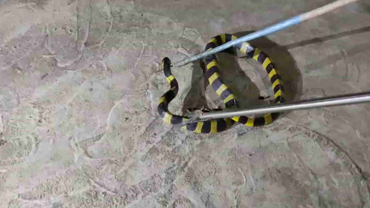 Telangana: అమ్మో.. మణుగూరులో అరుదైన పాము.. ఇది కానీ కాటు వేసిందా..?