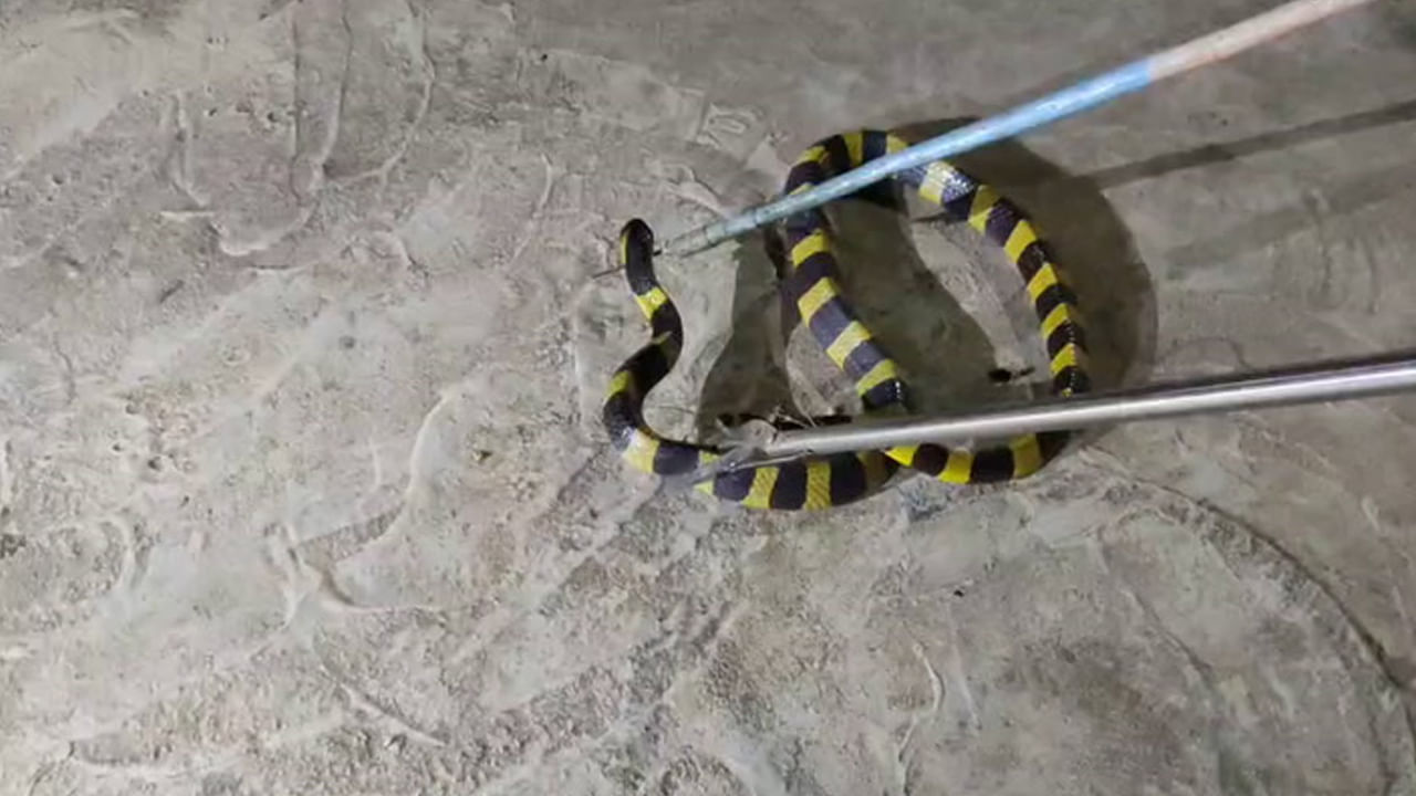 Telangana: అమ్మో.. మణుగూరులో అరుదైన పాము.. ఇది కానీ కాటు వేసిందా..?