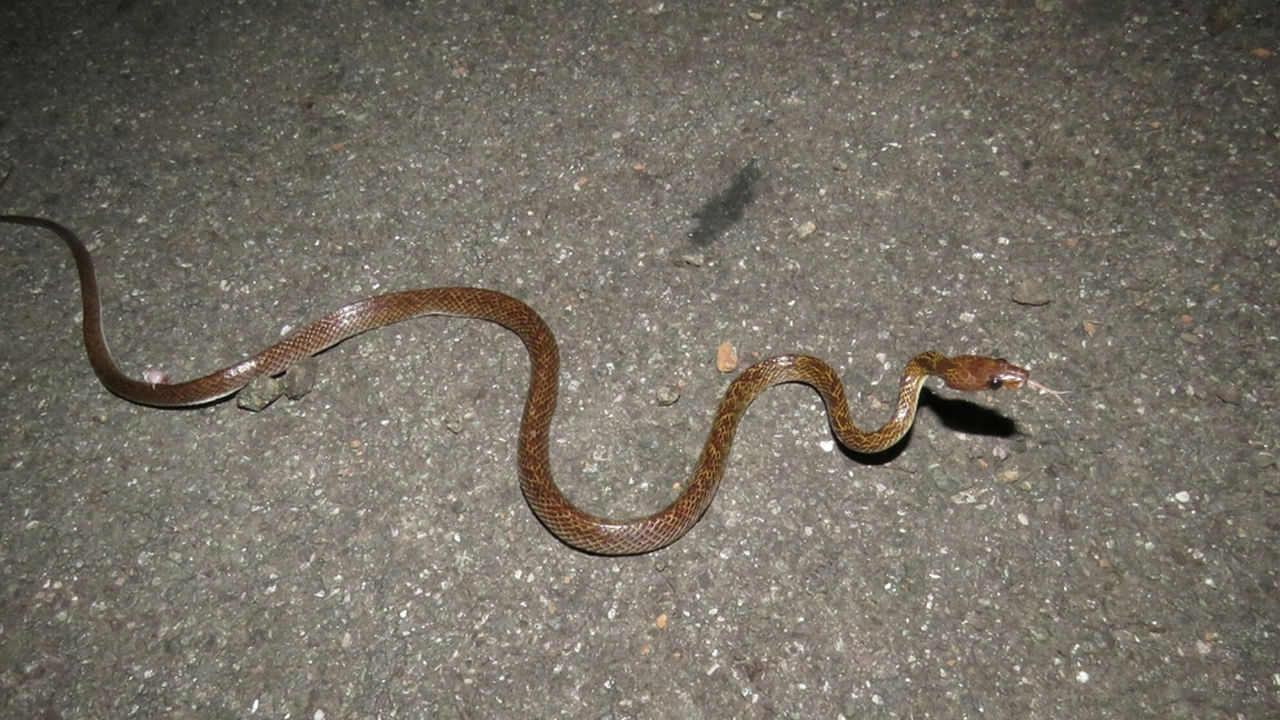 అయితే ఇది విషపూరితమైన పాము కాకపోయినప్పటికీ.. చాలా మంది ఈ పాము విషపూరితమైనదని భావిస్తారు. అందుకే దీనిని చూసినప్పుడు చంపేస్తారు. ఈ పాము వెనుక భాగంలో వెన్నెముక స్పష్టంగా కనిపిస్తుంది. ఈ పాము సాధారణంగా నల్ల రంగులో ఉంటుంది. దీని శరీరంపై తెల్లటి మచ్చలు ఉంటాయి. (గమనిక- ఈ వ్యాసంలోని సమాచారం నిపుణులు, నివేదికలు, ఇంటర్‌నెట్‌ నుంచి సేకరించిన సమాచారం మేరకు ఇవ్వబడింది. వివరణాత్మక సమాచారం కోసం లేదా ఏదైనా ప్రయోగం చేసే ముందు, దయచేసి ఆ రంగంలోని నిపుణులను సంప్రదించండి)
