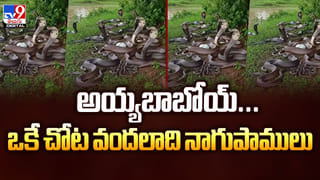 Viral Video: వరుడికి కట్నంగా ఒక పెట్రోల్‌ పంపు, 210 ఎకరాల భూమి, 3 కిలోల వెండి.. రూ.15 కోట్ల నగదు.. ట్రెండింగ్ వీడియో