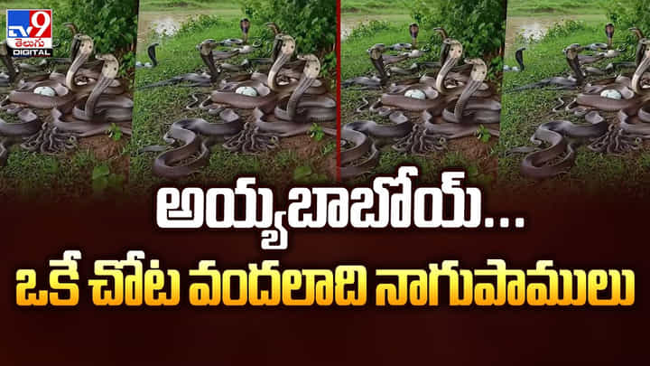 వామ్మో ఇవేం పాములురో బాబు.. కుప్పలు కుప్పలుగా వీడియో వామ్మో ఇవేం పాములురో బాబు.. కుప్పలు కుప్పలుగా వీడియో