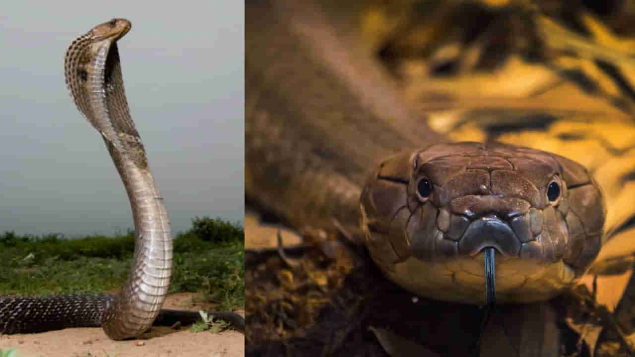 పాము కాటు వేస్తే వెంటనే ఇలా చేయండి.. ప్రాణాలను కాపాడే బంగారం లాంటి ఉపాయం