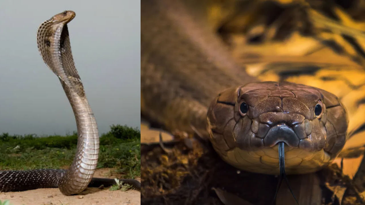 పాము కాటు వేస్తే వెంటనే ఇలా చేయండి.. ప్రాణాలను కాపాడే బంగారం లాంటి ఉపాయం