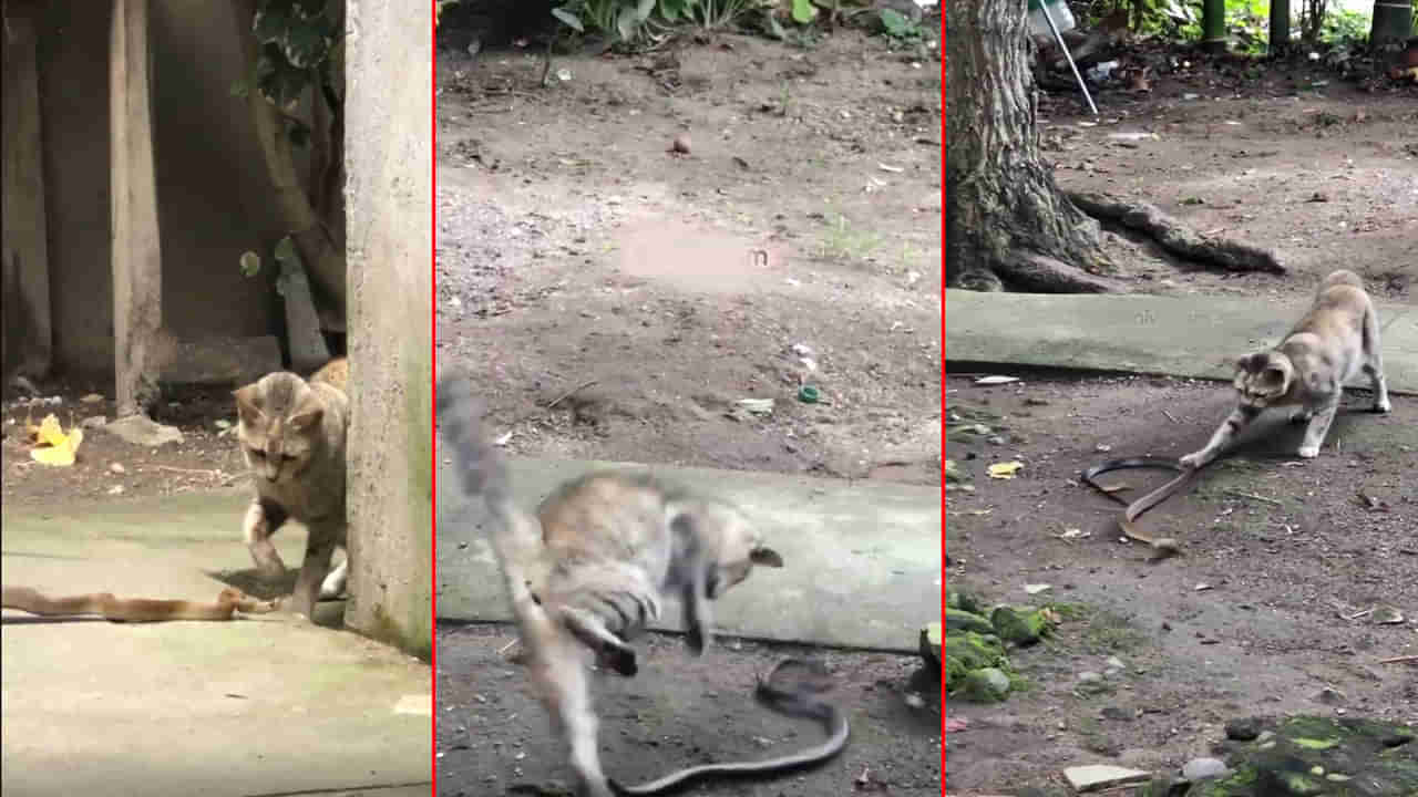 Viral Video: ఎందుకే నీకు తెగింపు.. ఒక్క కాటేస్తే చస్తావ్‌.. పాము- పిల్లి మధ్య భీకర పోరు.. వీడియో వైరల్‌