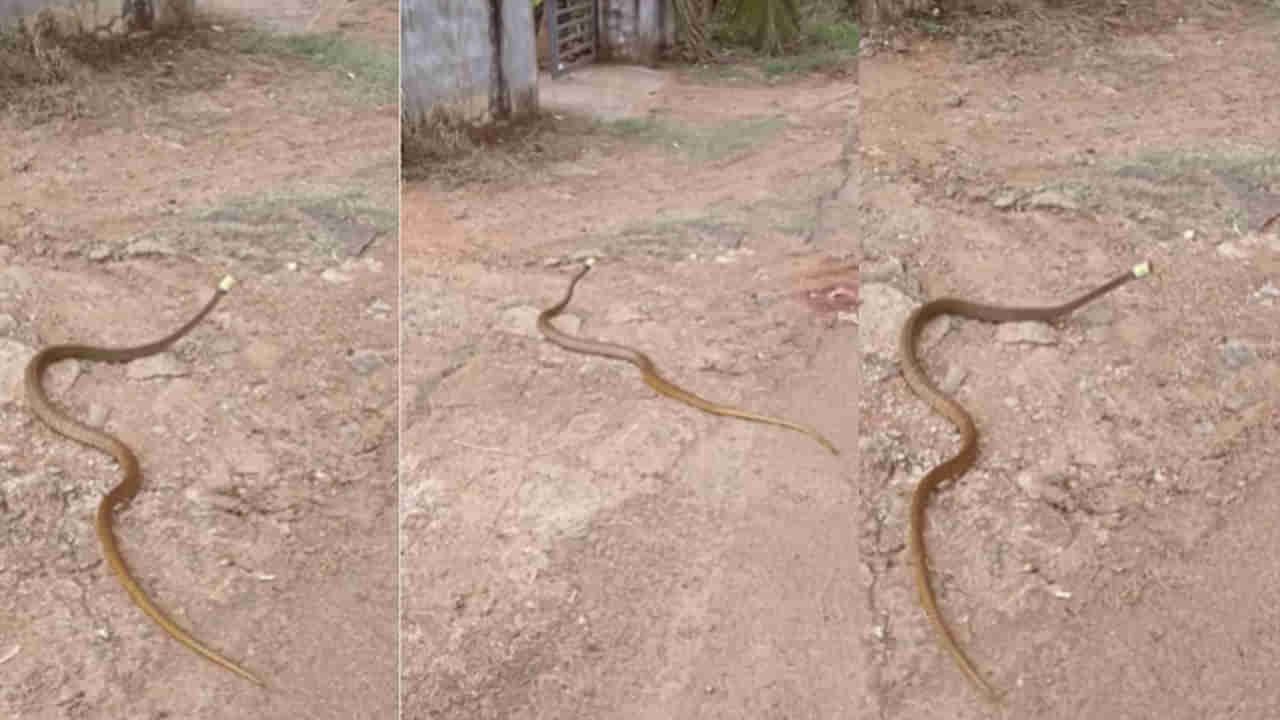 Snake Viral Video: తలపై నాగమణితో ఊళ్లోకి వచ్చిన నాగుపాము.. దగ్గరకు వెళ్లి చూస్తే బిత్తర పోవాల్సిందే..!
