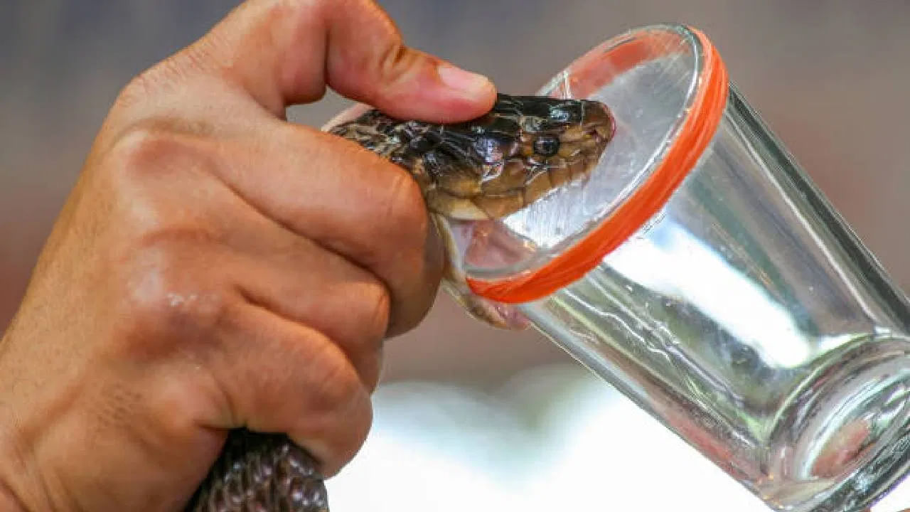 శాస్త్రవేత్తల ప్రకారం పాము విషం రంగు L-అమైనో ఆమ్లం ఆక్సిడేస్ మీద ఆధారపడి ఉంటుంది. అయితే అందుబాటులో ఉన్న వనరులు అంటే  ఊరిలో సంచరించే పాములు, అడవిలో తిరిగే పాము విషం రంగు భిన్నంగా ఉంటుందని పలు అధ్యయనాలు సూచిస్తున్నాయి. పాము చిన్నదైనా.. పెద్దదైనా.. దాని విషయం హానికరం. అందుకే వాటికి దూరంగా ఉండటం మంచిది.