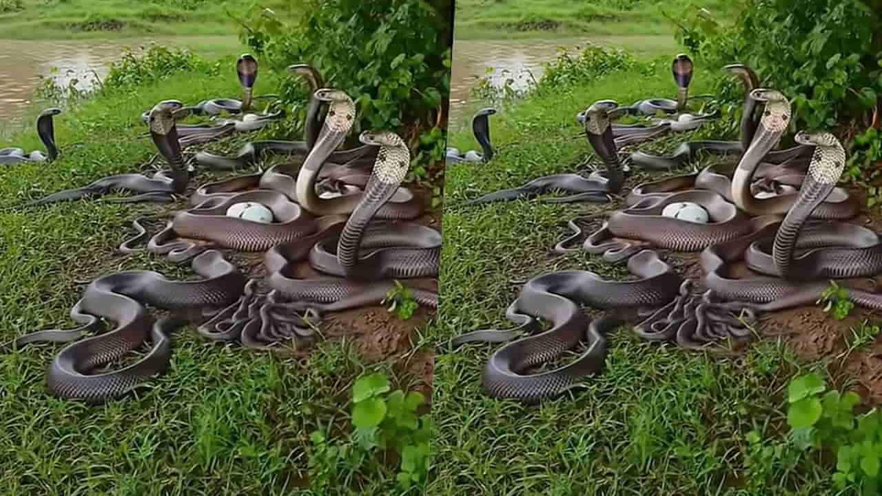 Snake video: వామ్మో.. ఒకే చోట వందలాది నాగుపాములు.. వైరల్ అవుతున్న వీడియో..