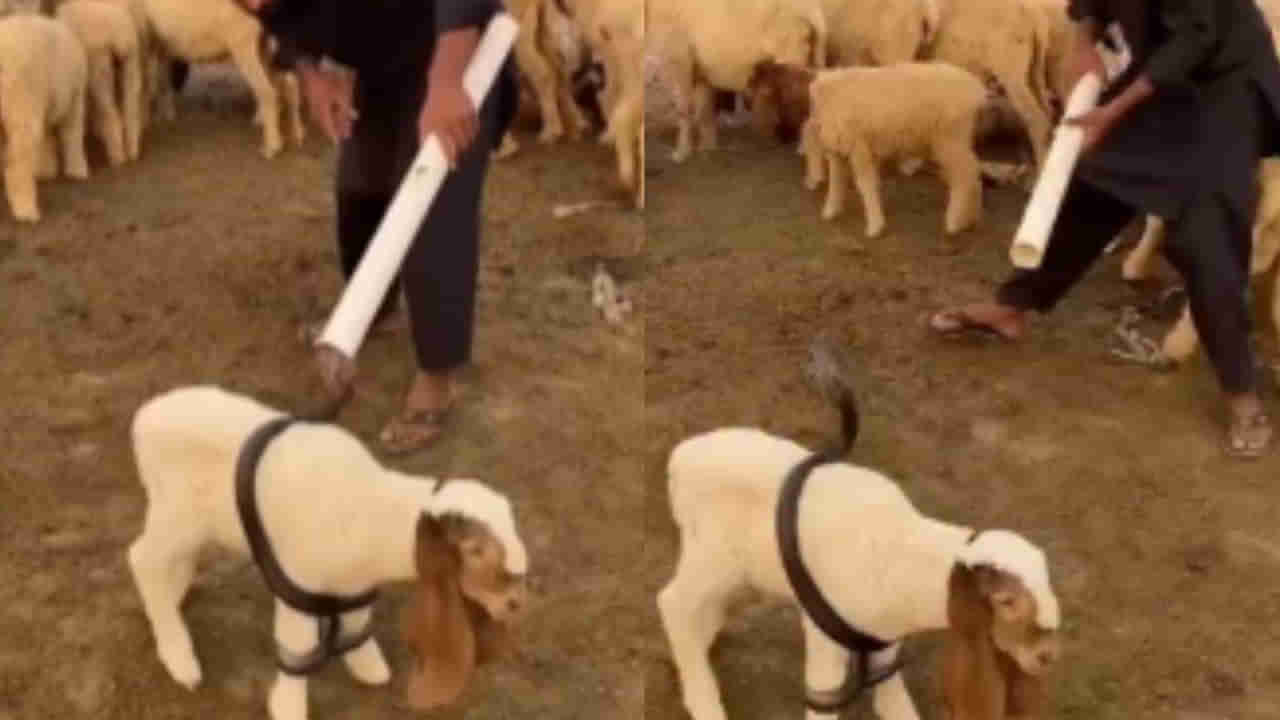 Viral Video: గొర్రె పిల్లను చుట్టేసిన నాగుపాము.. యజమాని తెలివిగా ఏం చేశాడో చూడండి..