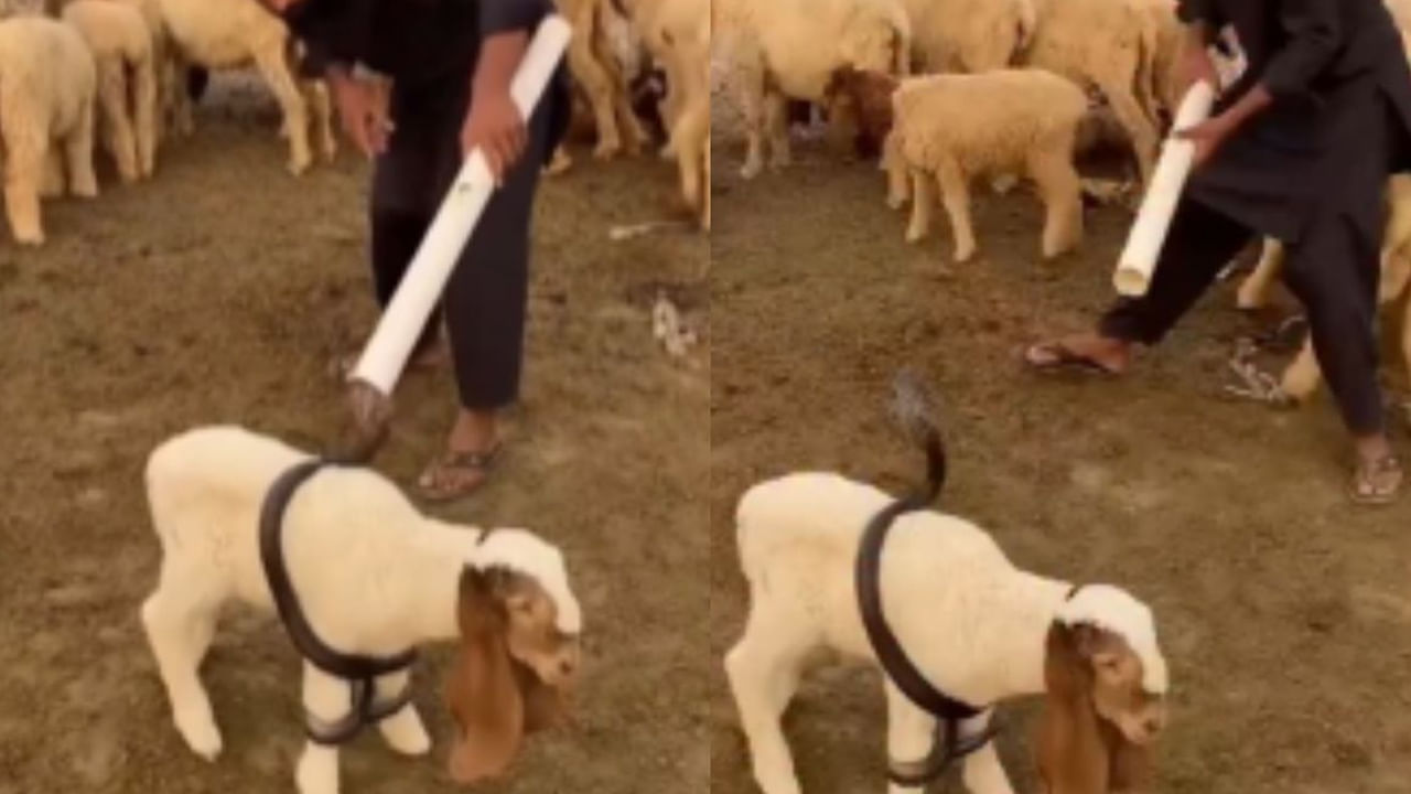 Viral Video: గొర్రె పిల్లను చుట్టేసిన నాగుపాము.. యజమాని తెలివిగా ఏం చేశాడో చూడండి..