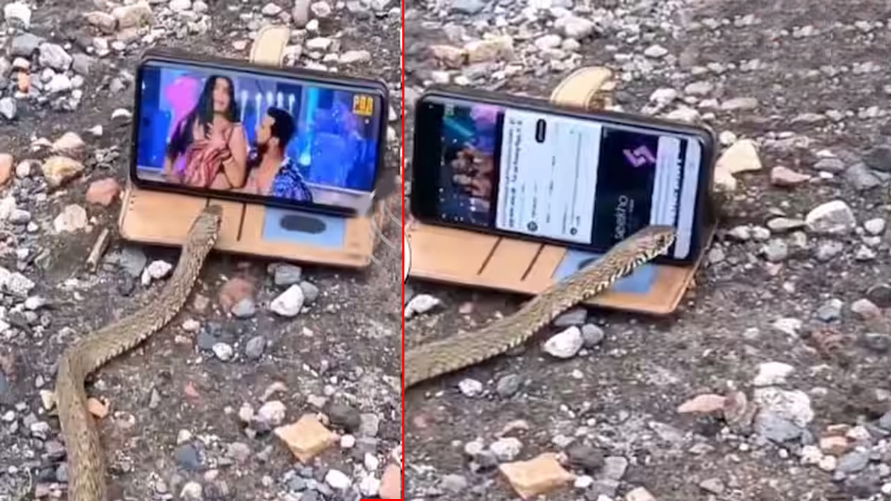 Viral Video: సంస్కారవంతమైన పామును మీరెప్పుడైనా చూశారా? మొబైల్‌లో రొమాంటిక్‌ పాటను చూసి ఏం చేసిందంటే..