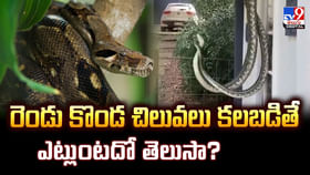 రెండు కొండ చిలువలు కలబడితే ఎట్లుంటదో తెలుసా? రెండు కొండ చిలువలు కలబడితే ఎట్లుంటదో తెలుసా?