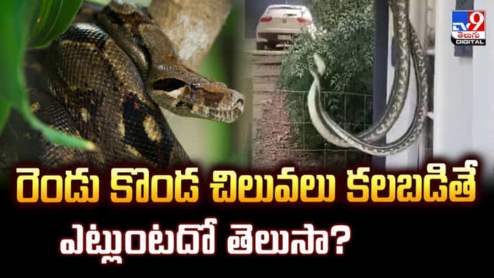 Python: రెండు కొండ చిలువలు కలబడితే ఎట్లుంటదో తెలుసా? Python: రెండు కొండ చిలువలు కలబడితే ఎట్లుంటదో తెలుసా?