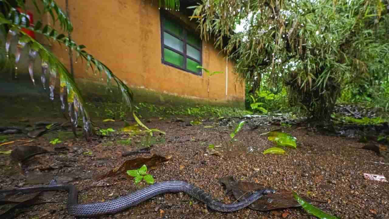 Snake Repellent: ఈ స్ప్రే చాలు.. మీ ఇంటికి పాములు రాకుండా ఉండడానికి..!