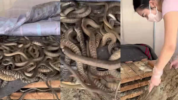 Video: పాములంటే ఆమెకు పిచ్చి.. బెడ్రూమ్లో బెడ్పై..