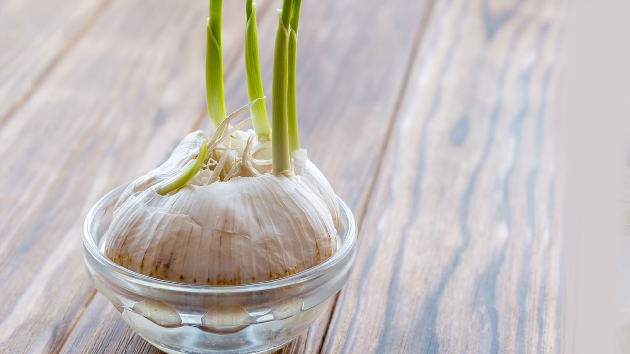 గుండె జబ్బులను నివారిస్తుంది- మొలకెత్తిన వెల్లుల్లిని రోజూ తీసుకోవడం వల్ల తీవ్రమైన గుండె జబ్బులు వచ్చే ప్రమాదం తగ్గుతుంది. మొలకెత్తిన వెల్లుల్లిలో ఉండే ఎంజైమ్‌లు ఆరోగ్యకరమైన గుండెను ప్రోత్సహించడానికి పని చేస్తాయి. దీన్ని తీసుకోవడం వల్ల హార్ట్ బ్లాక్ సమస్య రాకుండా కాపాడుతుంది.