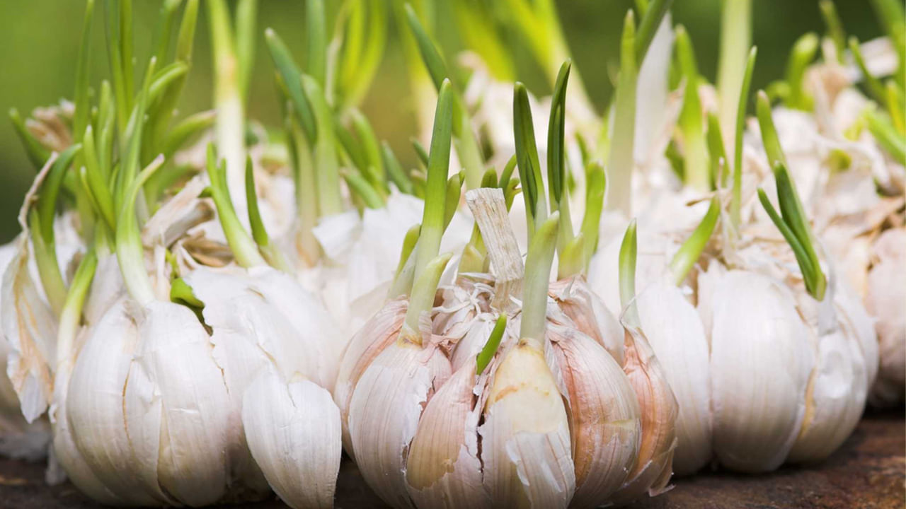 రోగనిరోధక శక్తిని పెంపొందించడంలో ఉపయోగపడుతుంది- మొలకెత్తిన వెల్లుల్లిని తీసుకోవడం వల్ల శరీరంలో రోగనిరోధక శక్తి పెరుగుతుంది. వెల్లుల్లిలో ఉండే యాంటీ ఆక్సిడెంట్లు మీ శరీరంలో రోగనిరోధక శక్తిని పెంచేందుకు పని చేస్తాయి. అలాగే ఇన్ఫెక్షన్, వాసల్ అటాక్ ప్రమాదం కూడా తగ్గుతుంది.