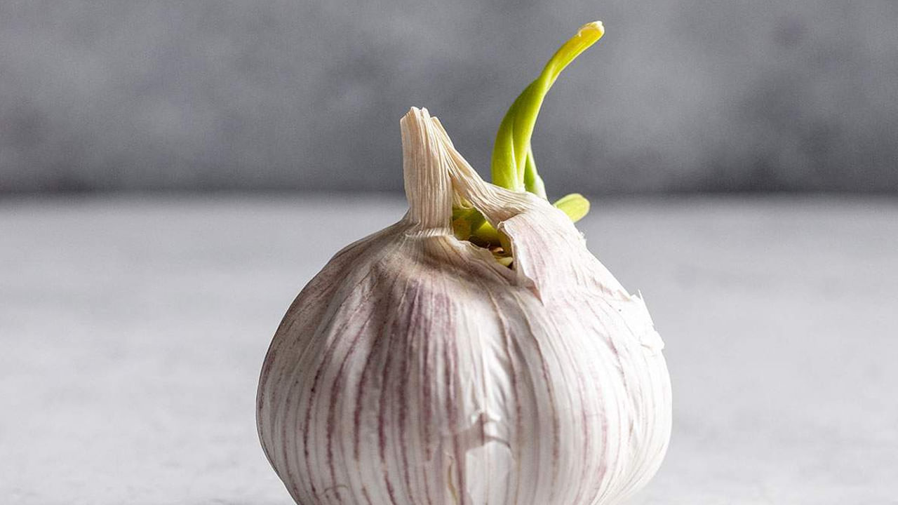 స్ట్రోక్ ప్రమాదాన్ని తగ్గించడంలో – వెల్లుల్లిలో రక్తం గడ్డకట్టకుండా నిరోధించే ఎంజైమ్‌లు పుష్కలంగా ఉంటాయి. ఇది మొలకెత్తిన వెల్లుల్లిలో అధిక పరిమాణంలో ఉంటుంది. ఇది స్క్రోటమ్, రక్తం గడ్డకట్టడాన్ని నిరోధిస్తుంది.