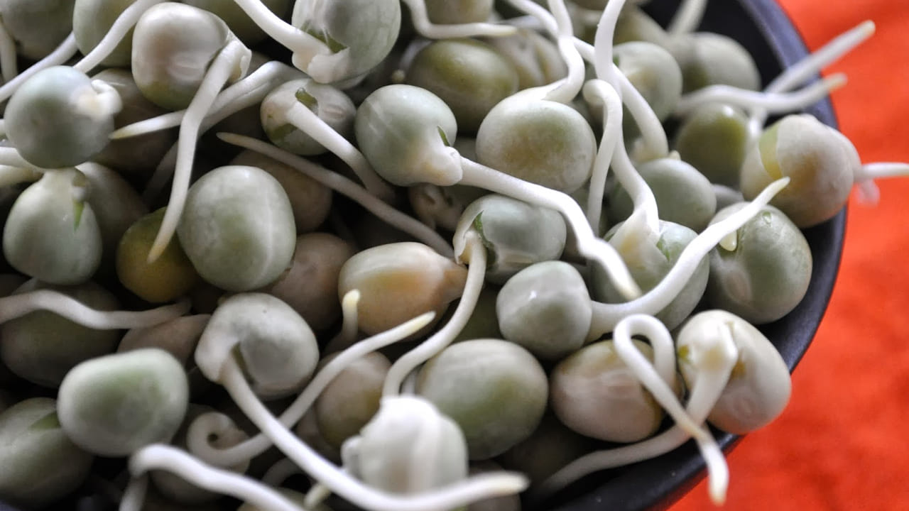 మొలకెత్తిన బఠానీలు - బఠానీలు ప్రోటీన్, విటమిన్ సి, విటమిన్ బి9 (ఫోలేట్) యొక్క అద్భుతమైన మూలం. చాలా మందికి దీని గురించి తెలియదు. కానీ ఇది ఆరోగ్యానికి చాలా ప్రయోజనకరంగా ఉంటుంది. మీరు దానిని మొలకెత్తిన ద్వారా మీ ఆహారంలో చేర్చుకుంటే పోషకాలను సద్వినియోగం చేసుకోవచ్చు.