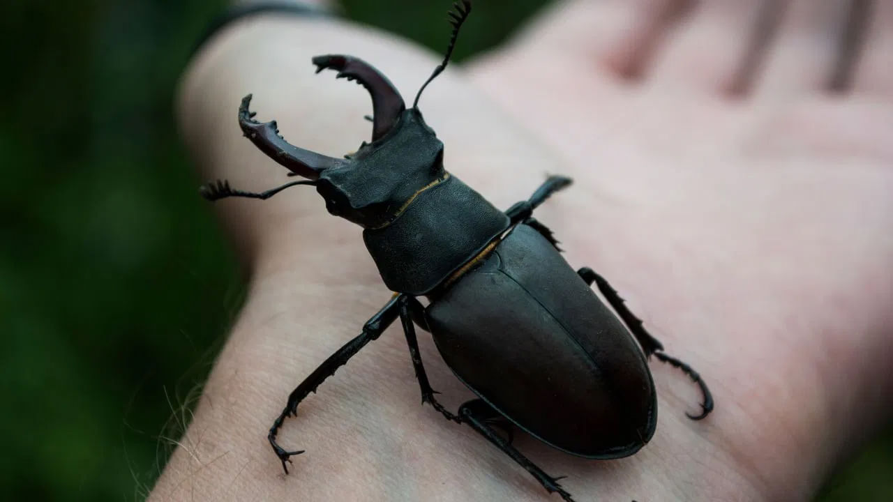 Stag Beetle: ఈ కీటకం రూ. 75 లక్షలు.. దీని ప్రత్యేకత ఏంటో తెలిస్తే షాకవుతారు!