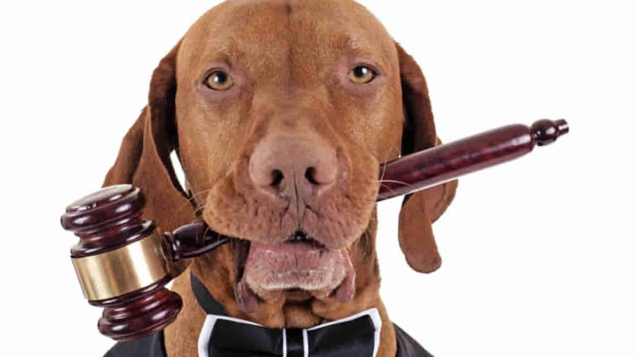 Pet laws: జంతువులపై విచిత్రమైన చట్టాలు.. వీటి గురించి తెలిస్తే నోరెళ్లబెడతారు