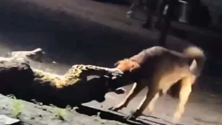 పులి.. గ్రామసింహం! తోకముడిచిన చిరుత.. ఏకంగా 300 మీటర్లు ఈడ్చుకెళ్లి..! పులి.. గ్రామసింహం! తోకముడిచిన చిరుత.. ఏకంగా 300 మీటర్లు ఈడ్చుకెళ్లి..!