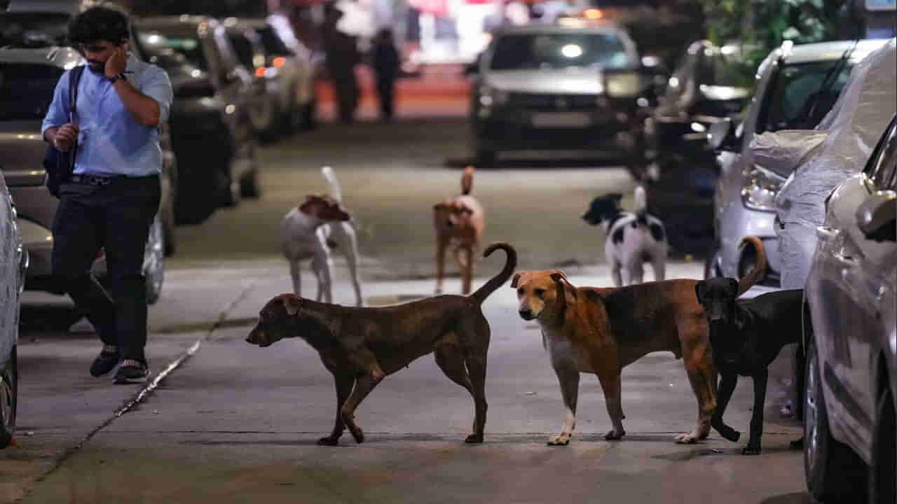 Stray Dogs Attack: వీధుల్లో పిచ్చి కుక్కల స్వైర విహారం.. 3 రోజుల్లో 30 మందిపై దాడి!