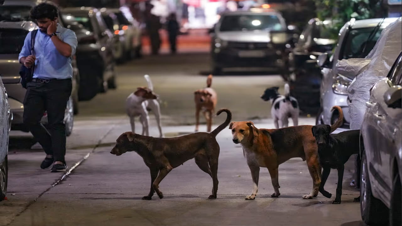 Stray Dogs Attack: వీధుల్లో పిచ్చి కుక్కల స్వైర విహారం.. 3 రోజుల్లో 30 మందిపై దాడి!