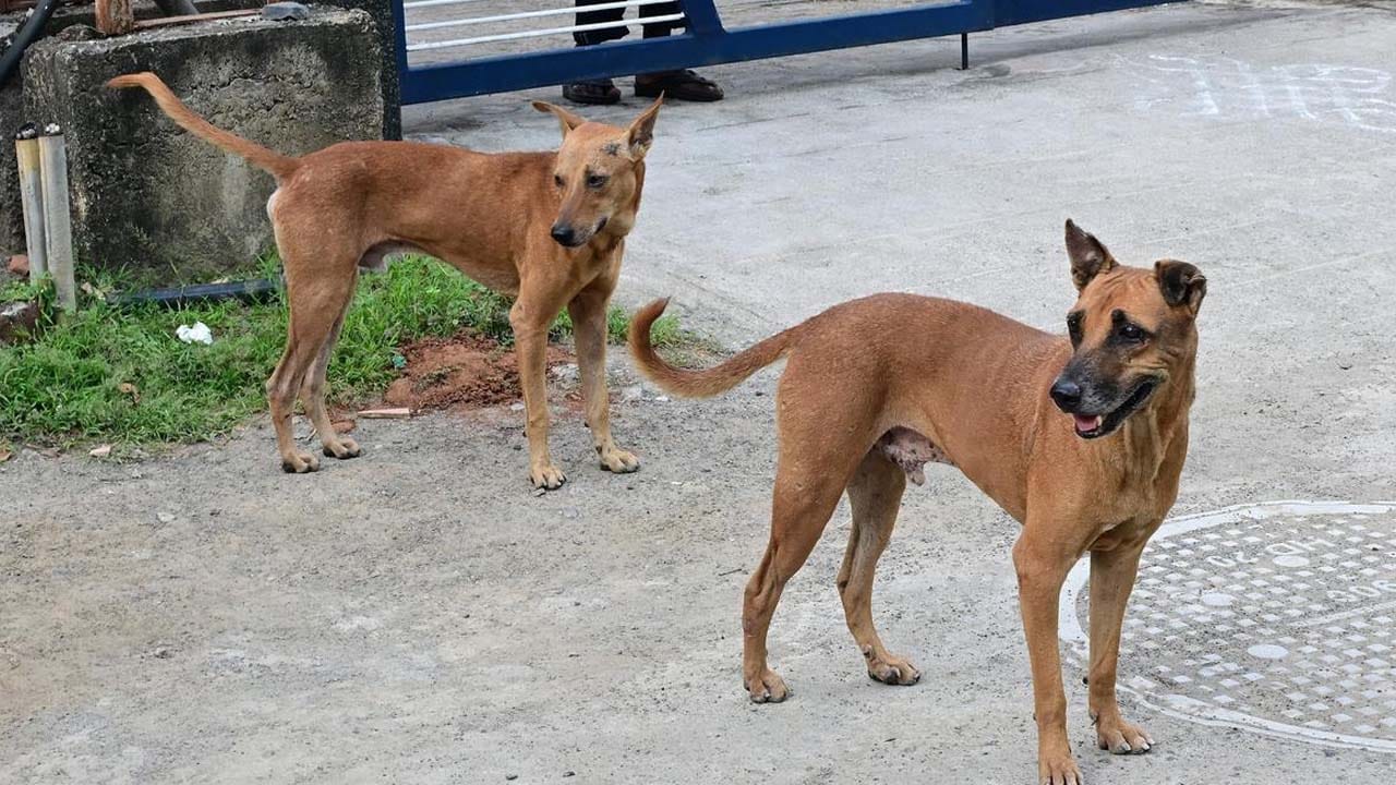 దేశరాజధాని ఢిల్లీలో ఒక్క వీధి కుక్క కూడా కన్పించరాదని, షెల్టర్ హోమ్లకు తరలించాలన్న సుప్రీంకోర్టు ఆదేశాలు ప్రకంపనలు రేపుతున్నాయి. జంతు ప్రేమికులతో పాటు పలువురు సెలబ్రిటీలు సుప్రీం నిర్ణయాన్ని తప్పుపడుతున్నారు. ఇది ఆచరణ సాధ్యం కాదన్నారు మాజీ కేంద్ర మంత్రి మేనకాగాంధీ.