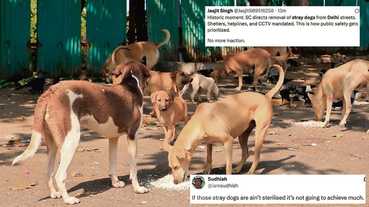 సుప్రీంకోర్టు జంతుప్రేమికులకు చురకలంటించింది. ఆదేశాలకు వ్యతిరేకంగా మాట్లాడేవాళ్ల పిటిషన్లను విచారించబోమని కోర్టు స్పష్టం చేసింది. వీలైనంత త్వరగా ఢిల్లీలోని అన్ని ప్రాంతాల నుంచి కుక్కలను దూర ప్రాంతాలకు తరలించక తప్పదన్నది ఆదేశాల సారాంశం. వీధికుక్కల తరలింపు ప్రదేశాన్ని కూడా గుర్తించామన్న సొలిసిటర్ జనరల్, జంతు హక్కుల కార్యకర్తలు స్టే ఆర్డర్ తెచ్చుకోవడంతో షెల్టర్ పనులు ఆగిపోయాయి అన్నారు.