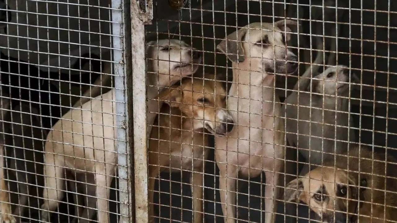 ఢిల్లీ NCR పరిధిలో వీధికుక్కలను 8 వారాల్లో షెల్టర్ హోమ్లకు తరలించాలన్న సుప్రీంకోర్టు ఆదేశాలపై దేశవ్యాప్తంగా చర్చ జరుగుతోంది. పలువురు సెలబ్రిటీలు ఈ వ్యవహారంపై స్పందిస్తున్నారు. రాహుల్, ప్రియాంకతో పాటు మేనకాగాంధీ ఈ వ్యవహారంపై స్పందించారు. వీధి కుక్కలను షెల్టర్ హోమ్లకు తరలించాలన్న సుప్రీంకోర్టు ఆదేశాన్ని విపక్ష నేత రాహుల్ గాంధీ విమర్శించారు. దశాబ్దాల మానవీయ విలువల నుంచి ఇది వెనకడుగని సోషల్ మీడియా వేదికగా మండిపడ్డారు. ఈ నోరులేని జీవాలను తుడిచిపెట్టేయాల్సి రావడం సమస్యకు పరిష్కారం కాదని రాహుల్ అన్నారు.