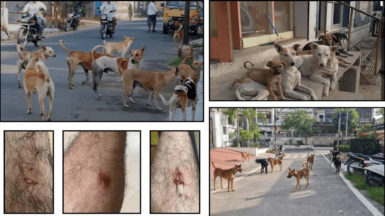 రేబిస్తో పోయిన ప్రాణాల్ని తిరిగి తీసుకొస్తారా? అని జంతు ప్రేమికుల్ని ప్రశ్నించింది సుప్రీంకోర్టు. వీధి కుక్కలను దత్తత తీసుకోవడానికి కూడా నో చెప్పింది. ఈ ఏడాది జనవరి నుంచి జూన్ వరకు ఆరునెలల్లోనే ఢిల్లీలో 35 వేల మంది కుక్కకాటుతో ఆస్పత్రిపాలయ్యారు. అందుకే, సుప్రీంకోర్టు సీరియస్ యాక్షన్కు ఆదేశిస్తూ తీర్పునిచ్చింది.