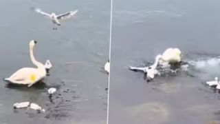 చావు తెలివి తేటలు అంటే ఇవేమరీ.. నో హెల్మెట్ నో పెట్రోల్ రూల్‌తో నయా బిజినెస్‌..! వీడియో చూస్తే అవాక్కే..