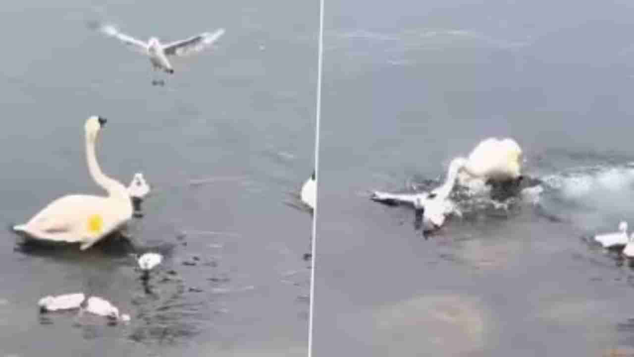 Watch Video: మరణం కూడా తల్లిని ఎదుర్కోవడానికి ధైర్యం చేయదు అంటే ఇదేనేమో..!