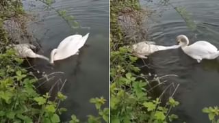 Viral Video: నీటిలో తేలియాడుతూ కనిపించిన నల్లటి ఆకారం.. ఏంటని చూడగా గుండె గుభేల్.!