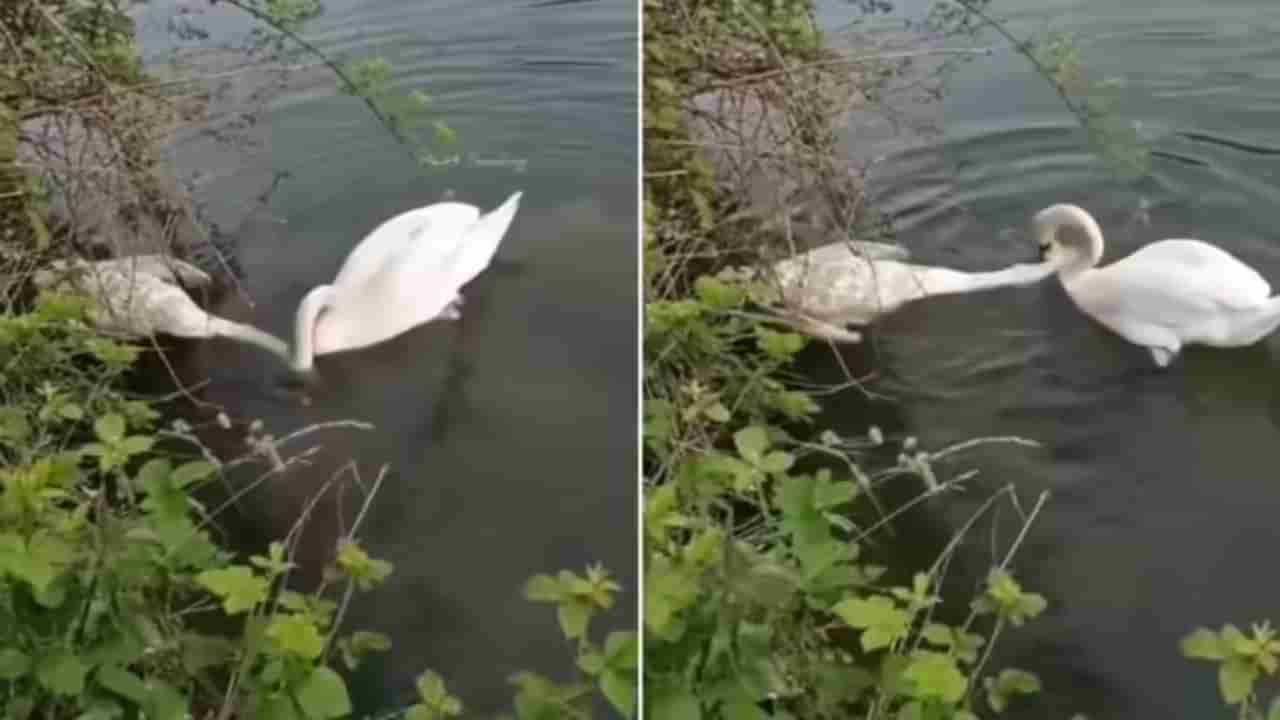Watch: జంట పక్షిని రక్షించుకునేందుకు హంస ఆరాటం.. కన్నీరు పెట్టిస్తున్న వీడియో