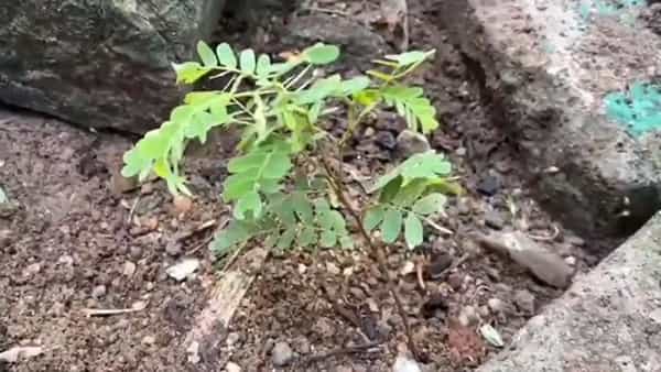 Telangana: ఇదో వింత.. బ్రహ్మం గారి కాలజ్ఞానం నిజమవుతుందా..? చూసేందుకు ఎగబడ్డ జనం!