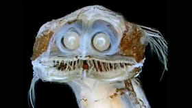 ఇదేం చేపరా సామీ..! ముత్యాల్లాంటి కళ్లు.. రాక్షసుడి వంటి పళ్లతో...