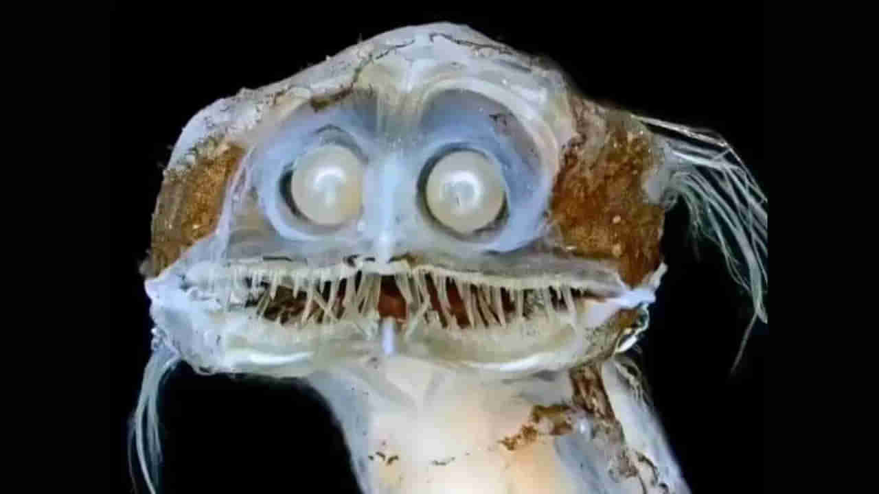 Watch: ఓరీ దేవుడో ఇదేం చేపరా సామీ..! ముత్యాల్లాంటి కళ్లు.. రాక్షసుడి వంటి పళ్లతో వింత ఆకారంలో..