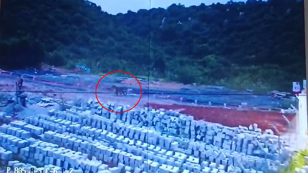 Nandyala: సోలార్ ప్లాంట్‌లో అదేపనిగా వింత అరుపులు.. కెమెరాలో కనిపించిన దృశ్యం చూడగానే..