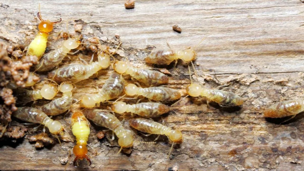 మీ ఇంట్లో చెదల సమస్య ఉందా..? ఓసారి ఇలా చేసి చూడండి..!