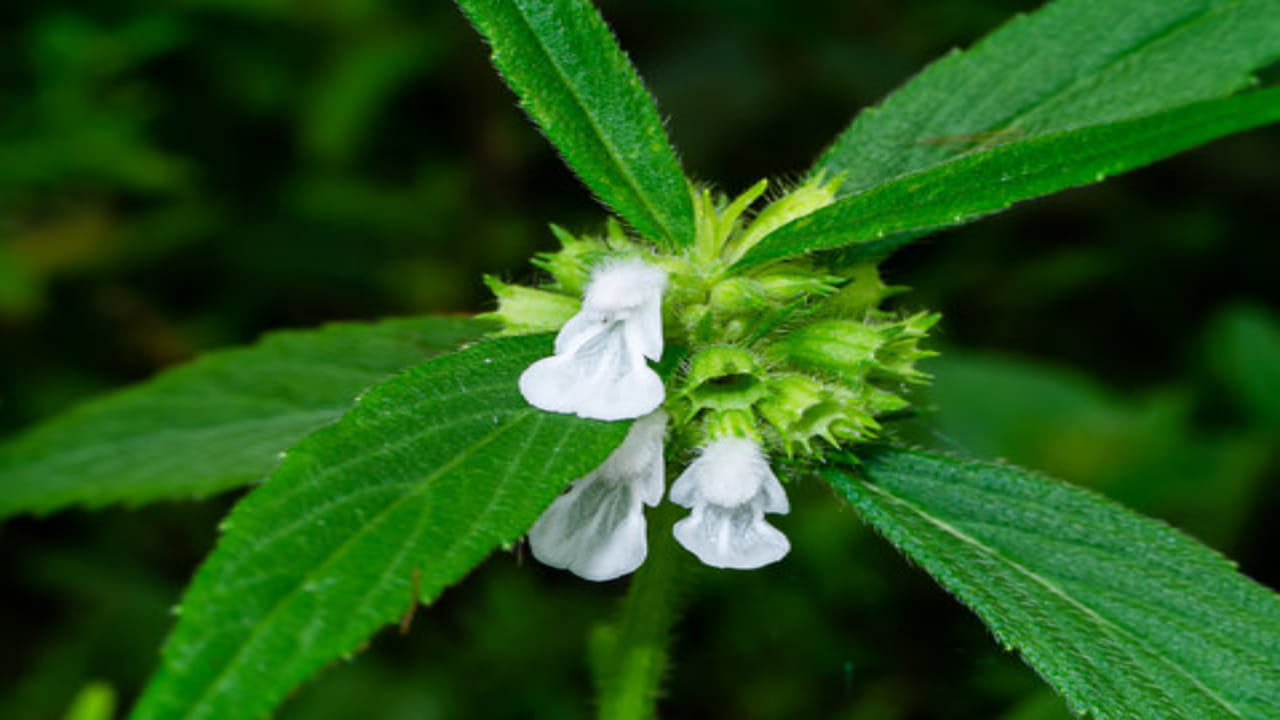 Vinayaka chathurthi 2025: తుమ్మికూర.. వినాయక చవితి రోజునే ఈ ఆకును ఎందుకు తినాలో తెలుసా?